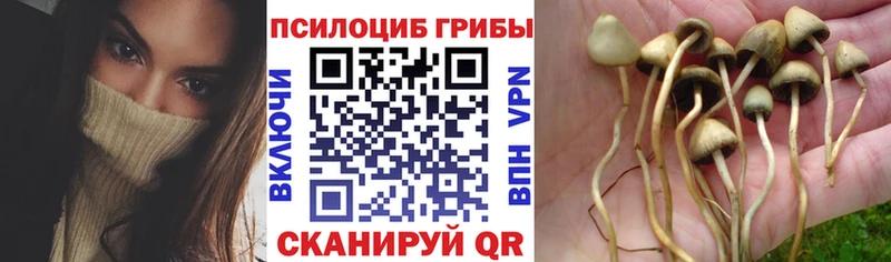 МЕГА ТОР  Осинники  Галлюциногенные грибы MAGIC MUSHROOMS 